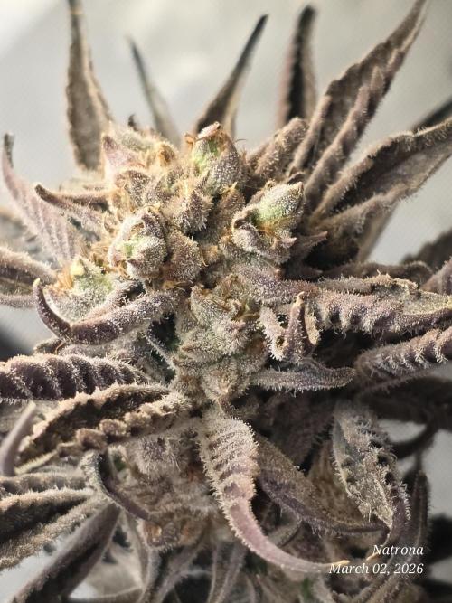 Strawberry Cadillac-Strng Seeds. Week 17