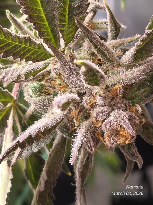 Strawberry Cadillac-Strng Seeds. Week 17