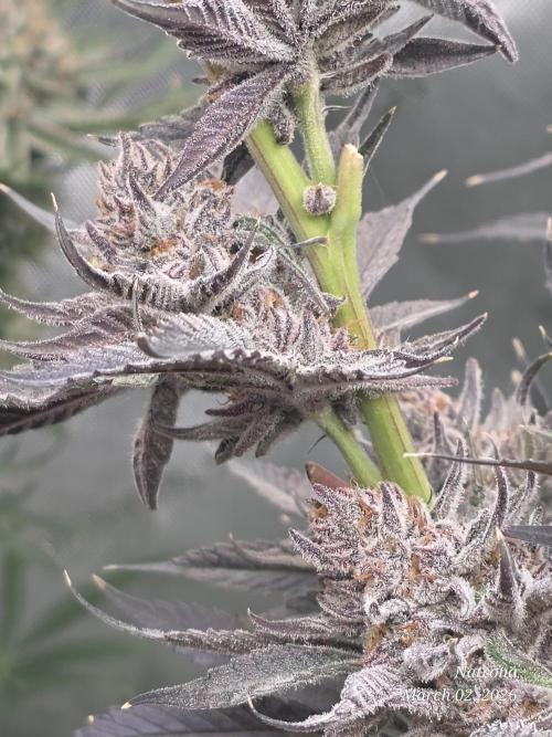 Strawberry Cadillac-Strng Seeds. Week 17