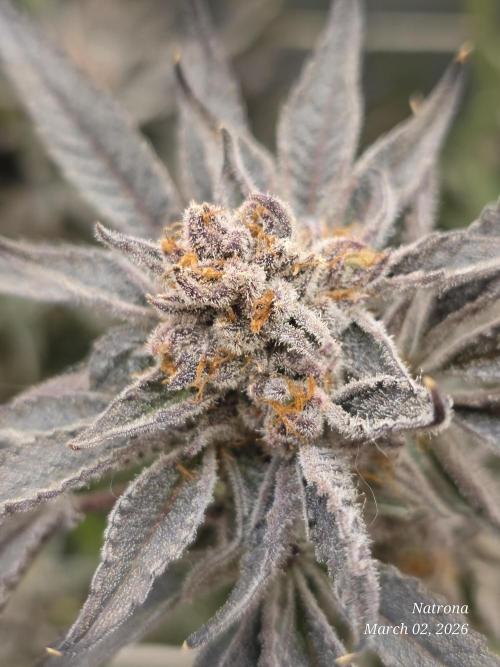 Strawberry Cadillac-Strng Seeds. Week 17
