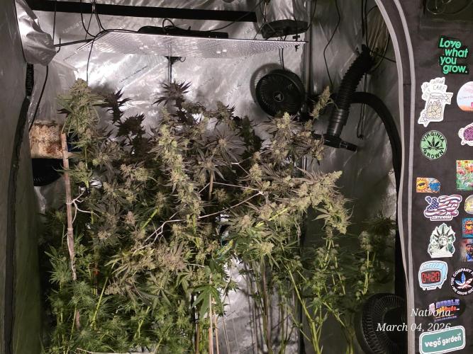 Strawberry Cadillac-Strng Seeds. Week 17