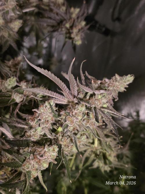 Strawberry Cadillac-Strng Seeds. Week 17