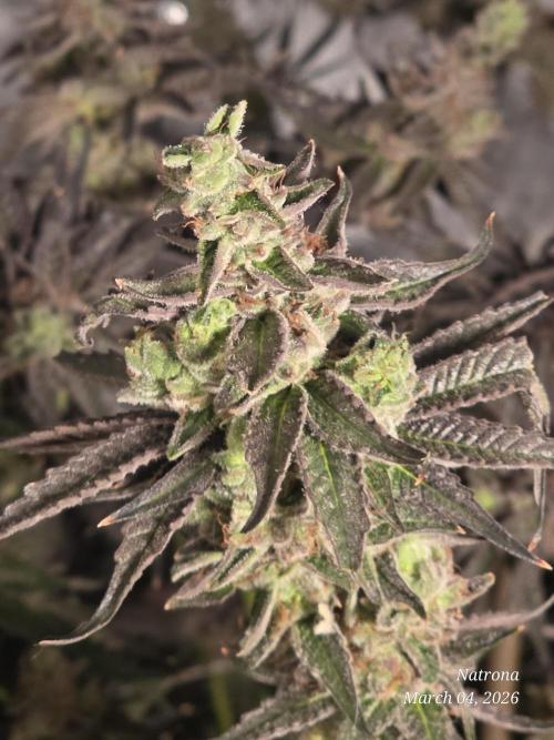 Strawberry Cadillac-Strng Seeds. Week 17