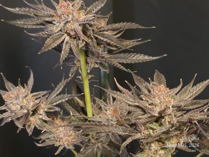 Strawberry Cadillac-Strng Seeds. Week 17