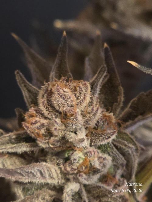Strawberry Cadillac-Strng Seeds. Week 17