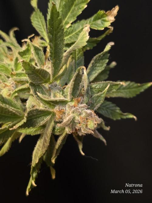 Strawberry Cadillac-Strng Seeds. Week 17
