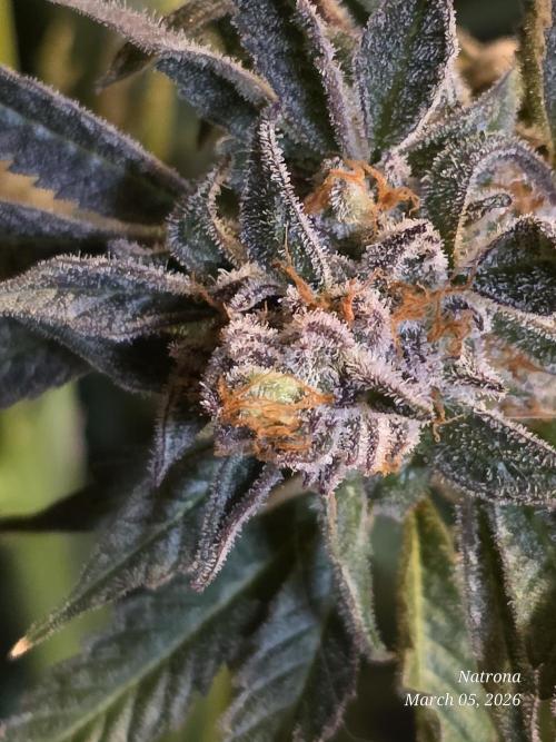 Strawberry Cadillac-Strng Seeds. Week 17