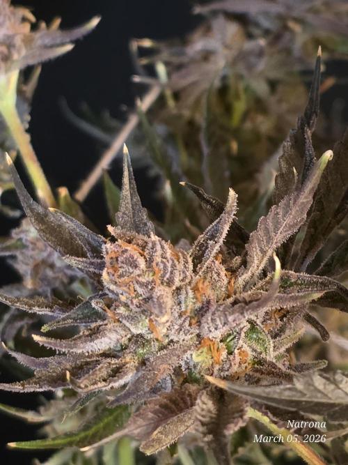 Strawberry Cadillac-Strng Seeds. Week 17