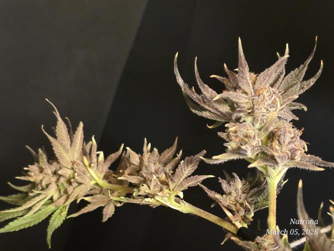 Strawberry Cadillac-Strng Seeds. Week 17