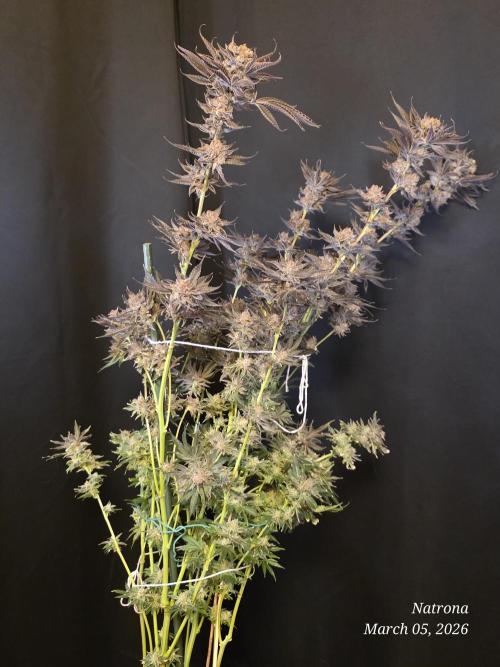 Strawberry Cadillac-Strng Seeds. Week 17