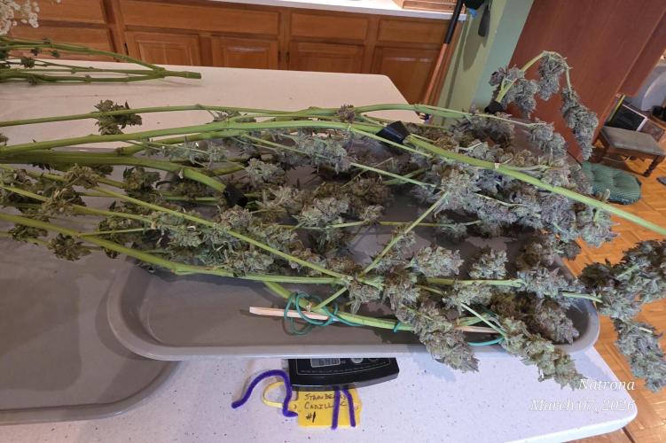 Strawberry Cadillac-Strng Seeds. Week 18