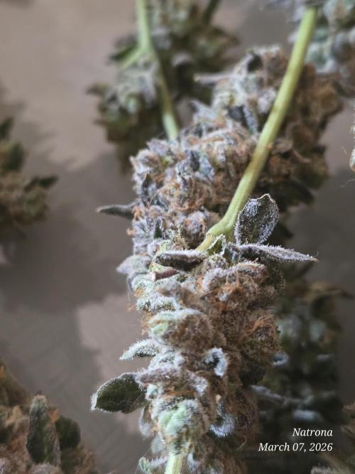 Strawberry Cadillac-Strng Seeds. Week 18