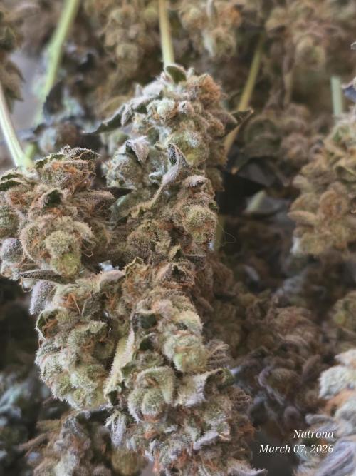 Strawberry Cadillac-Strng Seeds. Week 18