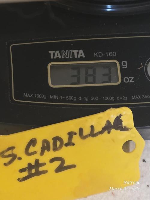 Strawberry Cadillac-Strng Seeds. Week 18