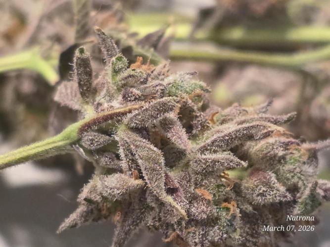Strawberry Cadillac-Strng Seeds. Week 18