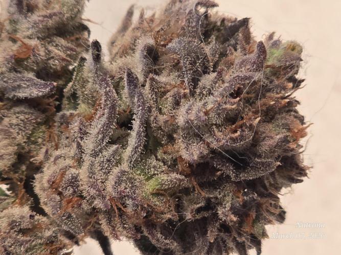 Strawberry Cadillac-Strng Seeds. Week 18