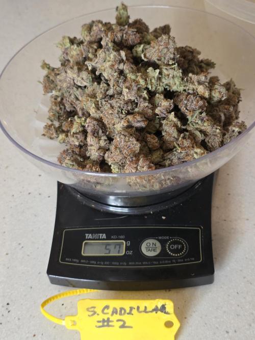 Strawberry Cadillac-Strng Seeds. Week 18