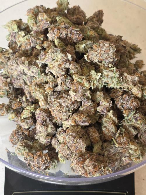 Strawberry Cadillac-Strng Seeds. Week 18