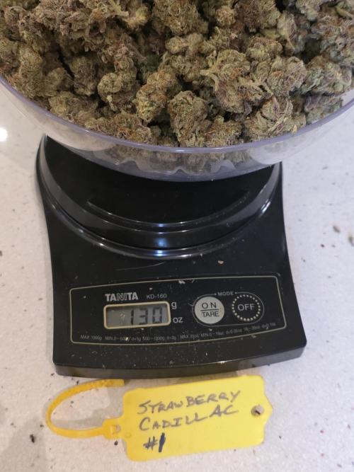 Strawberry Cadillac-Strng Seeds. Week 18