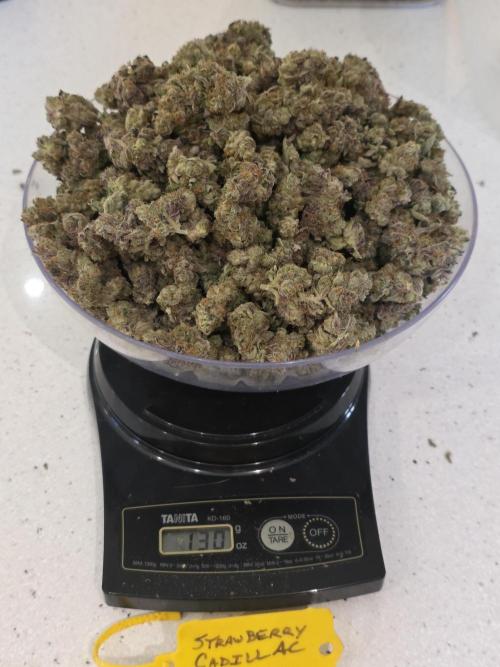 Strawberry Cadillac-Strng Seeds. Week 18