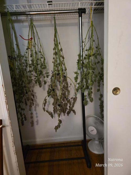 Strawberry Cadillac-Strng Seeds. Week 18