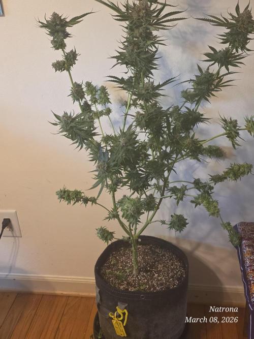 Straw-Lectric Lemonade Strng Seeds. Week 18