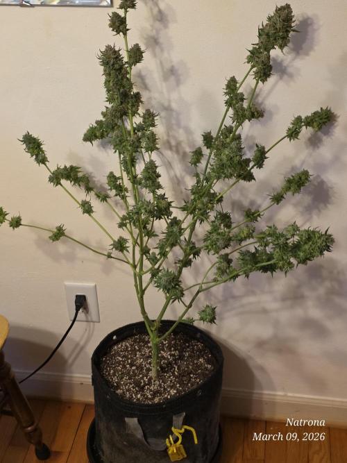 Straw-Lectric Lemonade Strng Seeds. Week 18