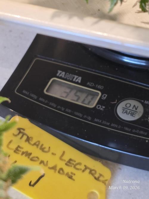 Straw-Lectric Lemonade Strng Seeds. Week 18