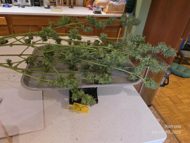 Straw-Lectric Lemonade Strng Seeds. Week 18