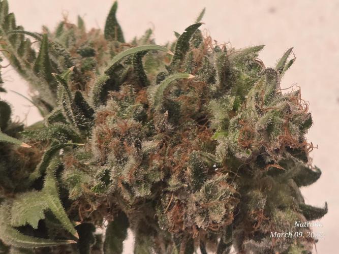 Straw-Lectric Lemonade Strng Seeds. Week 18