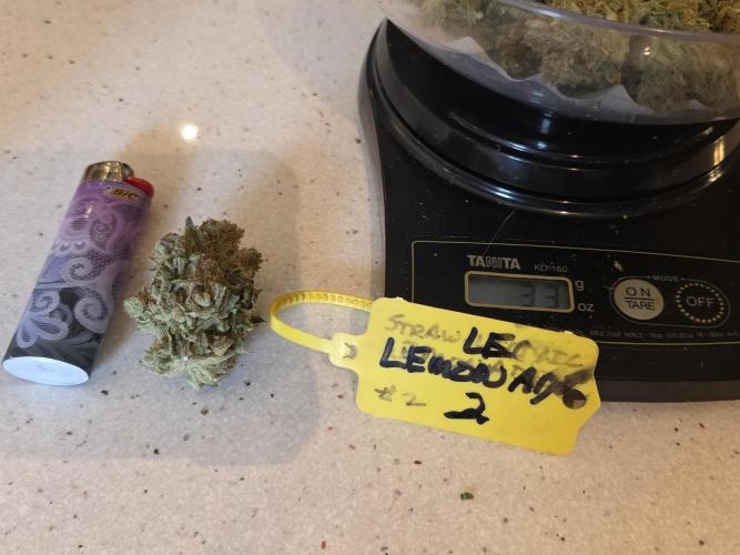 Straw-Lectric Lemonade Strng Seeds. Week 18