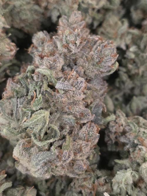 Straw-Lectric Lemonade Strng Seeds. Week 18