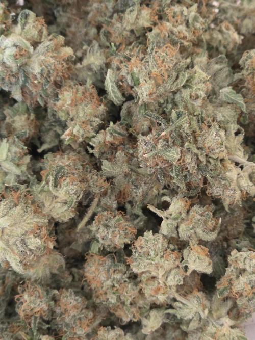 Straw-Lectric Lemonade Strng Seeds. Week 18