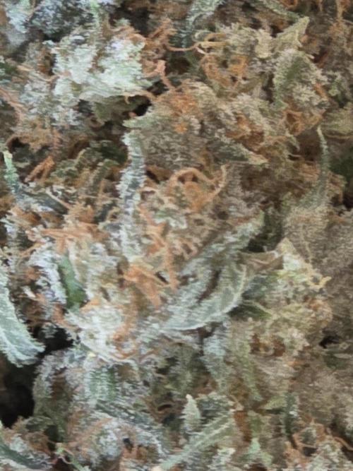 Straw-Lectric Lemonade Strng Seeds. Week 18