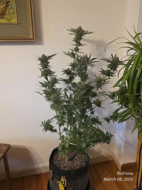 Straw-Lectric Lemonade Strng Seeds. Week 18