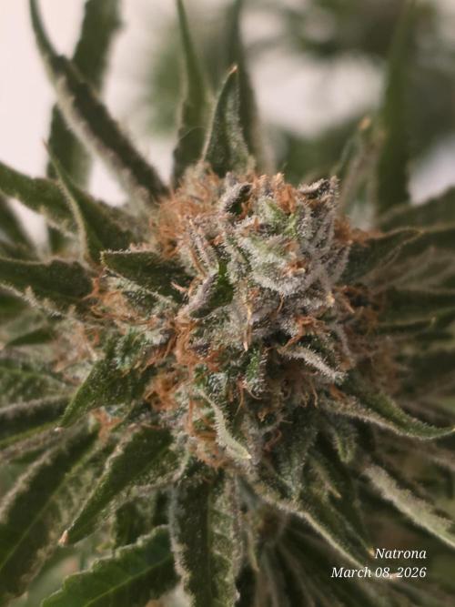 Straw-Lectric Lemonade Strng Seeds. Week 18
