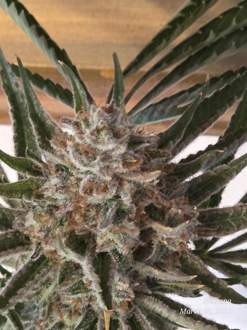 Straw-Lectric Lemonade Strng Seeds. Week 18