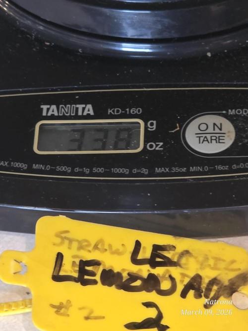 Straw-Lectric Lemonade Strng Seeds. Week 18