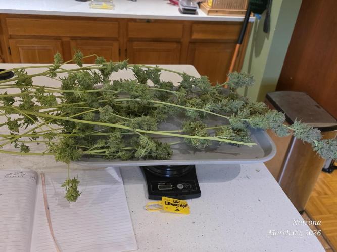 Straw-Lectric Lemonade Strng Seeds. Week 18