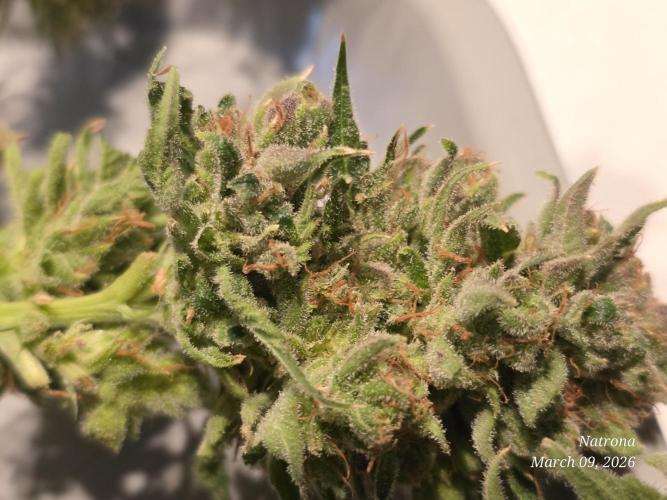 Straw-Lectric Lemonade Strng Seeds. Week 18