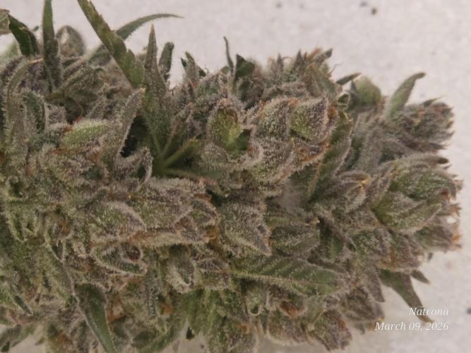 Straw-Lectric Lemonade Strng Seeds. Week 18