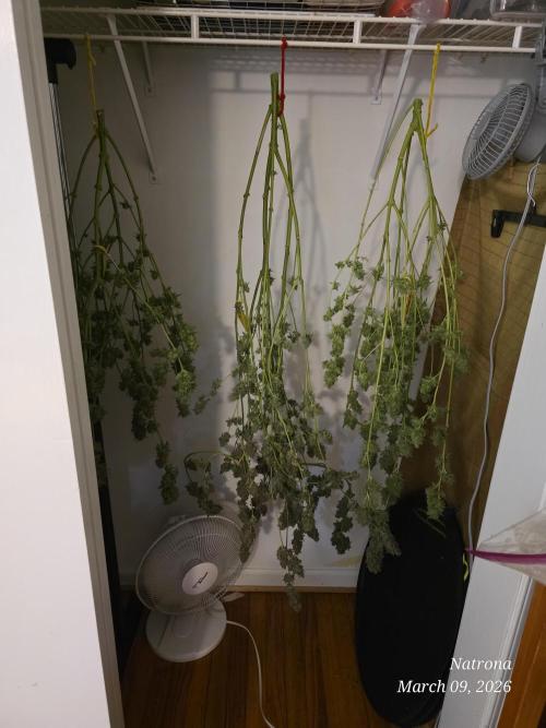 Straw-Lectric Lemonade Strng Seeds. Week 18
