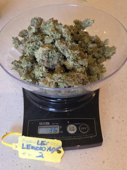 Straw-Lectric Lemonade Strng Seeds. Week 18