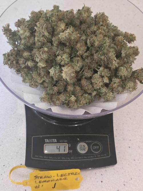 Straw-Lectric Lemonade Strng Seeds. Week 18