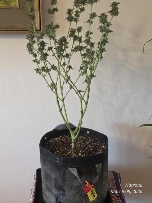 Straw-Trop Cherry Strng Seeds. Week 18