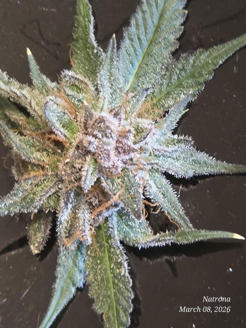 Straw-Trop Cherry Strng Seeds. Week 18