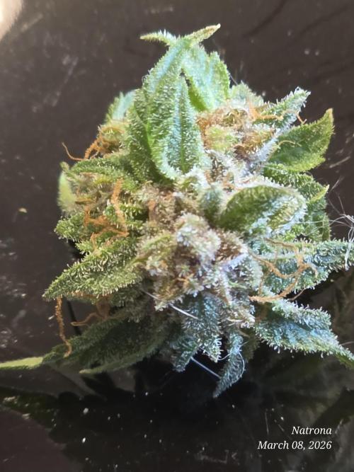 Straw-Trop Cherry Strng Seeds. Week 18