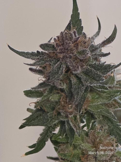 Straw-Trop Cherry Strng Seeds. Week 18
