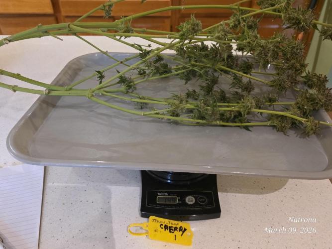 Straw-Trop Cherry Strng Seeds. Week 18