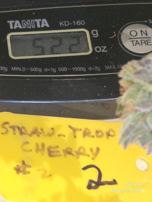 Straw-Trop Cherry Strng Seeds. Week 18